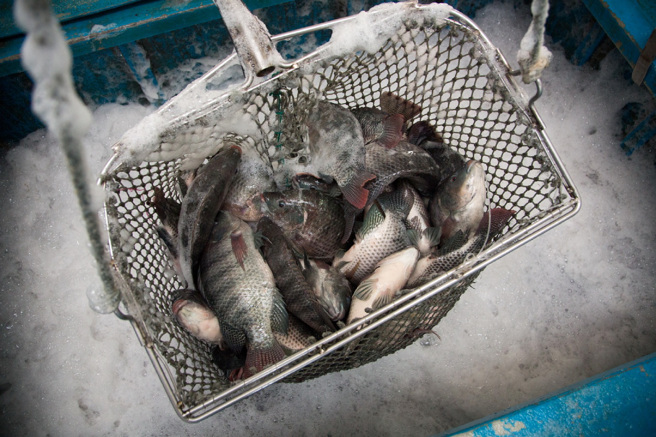 一名网友想掏腰包力挺石斑鱼，却发现没有任何一家摊贩有贩卖。（资料照）