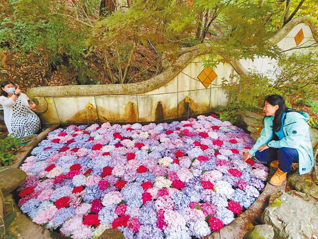 武陵农场绣球「花池」，朵朵绽放，其色彩粉嫩、层次丰富，增添风采瀰漫着浪漫气息，成民眾打卡热点。（武陵农场提供／张妍溱台中传真）