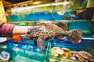 專家傳真－石斑魚遭禁 台灣面對現實了嗎？