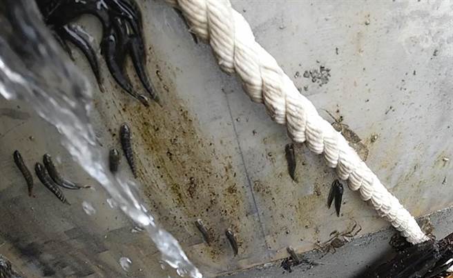 碧潭生态復育迈进 鲈鳗、和尚鱼现踪。（新北市水利局提供）