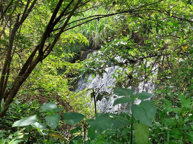 山野教育講師邱奕浩表示，雖古道較少人健行，但路徑頗明顯，不會有很多陡峭步道，僅需小小攀爬，很適合學校機構、社區做環境教育的場域，因屬中低海拔，有很多豐富生態植物，相信必能發展一個指標性地區，成為蘇澳教育休憩新亮點。（蘇澳鎮公所提供／吳佩蓉宜蘭傳真）