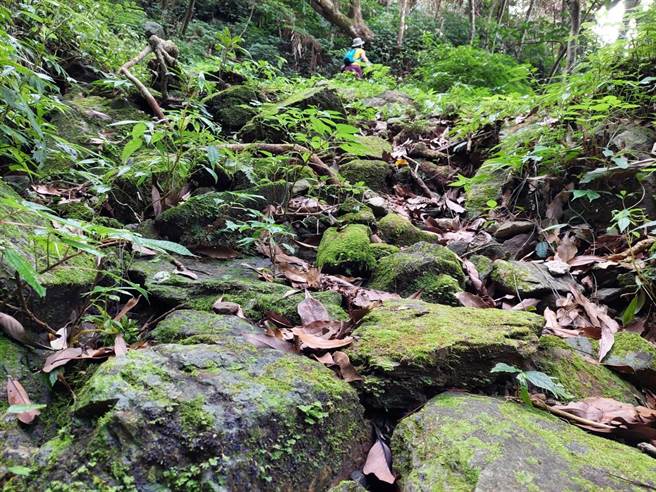 山野教育講師邱奕浩表示，雖古道較少人健行，但路徑頗明顯，不會有很多陡峭步道，僅需小小攀爬，很適合學校機構、社區做環境教育的場域，因屬中低海拔，有很多豐富生態植物，相信必能發展一個指標性地區，成為蘇澳教育休憩新亮點。（蘇澳鎮公所提供／吳佩蓉宜蘭傳真）