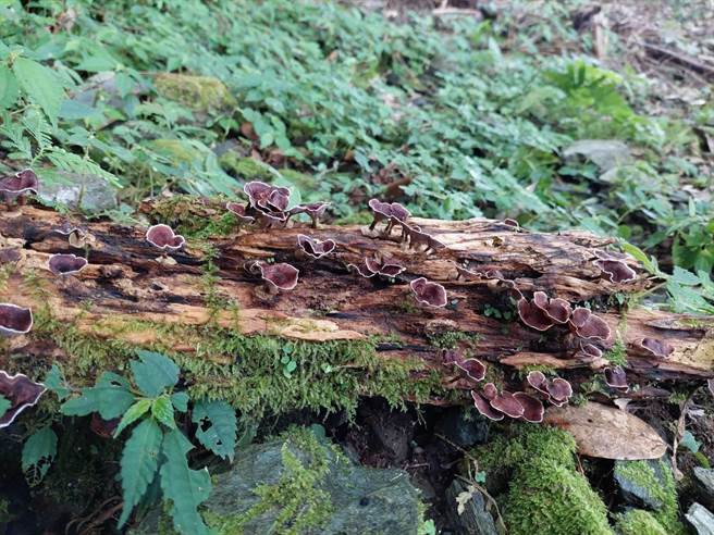 山野教育講師邱奕浩表示，雖古道較少人健行，但路徑頗明顯，不會有很多陡峭步道，僅需小小攀爬，很適合學校機構、社區做環境教育的場域，因屬中低海拔，有很多豐富生態植物，相信必能發展一個指標性地區，成為蘇澳教育休憩新亮點。（蘇澳鎮公所提供／吳佩蓉宜蘭傳真）