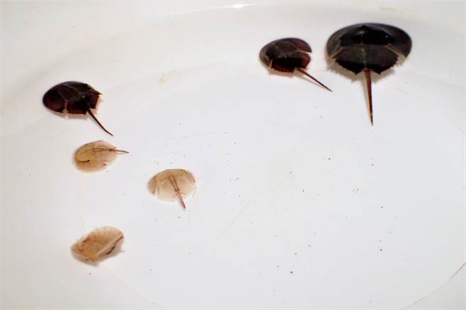 6月20日是国际「鲎」保育日，水试所澎湖海洋生物中心在湖西许家海域放流1-3龄鲎191只及10只成鲎。（澎湖海生中心提供）