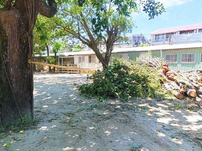 云林县北港运动公园1星期倾倒3棵老树，北港镇公所展开抢救老树大作战。（张朝欣摄）