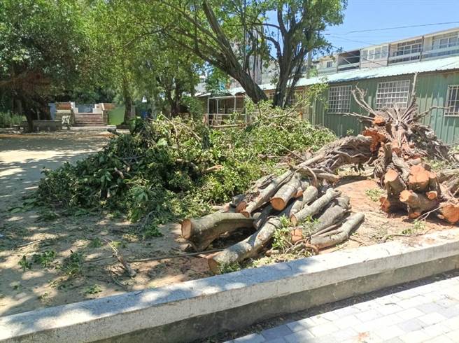 云林县北港运动公园1星期倾倒3棵老树，北港镇公所展开抢救老树大作战。（张朝欣摄）
