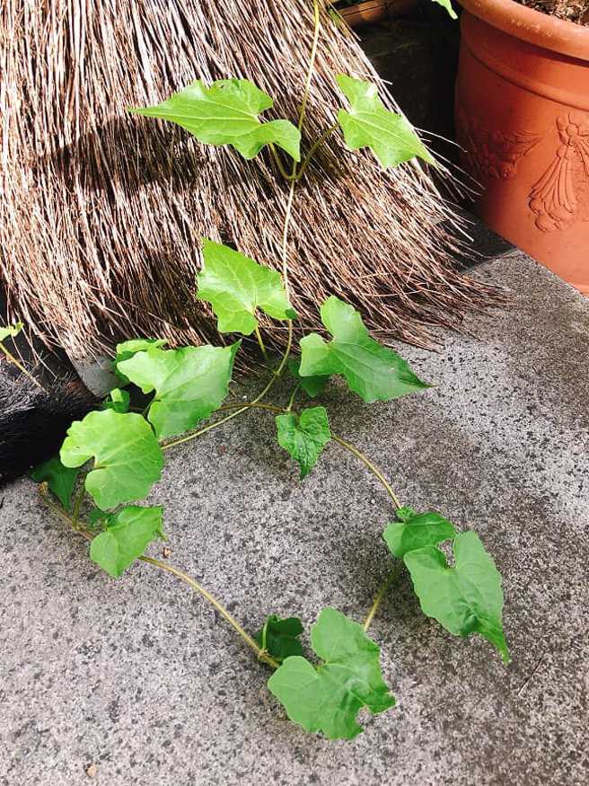 男子在家中庭院发现「不认识的植物」，网友一看见「小花蔓泽兰」急喊要立即消灭。（翻摄自脸书认识周遭的植物）