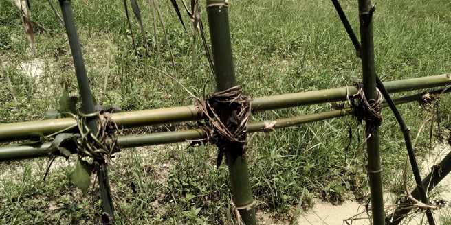 不过也有网友认「小花蔓泽兰」可以多加利用取代塑料绳，也表示本土藤类植物和小花蔓泽兰「争一席之地，毫不逊色」。（翻摄自脸书认识周遭的植物）