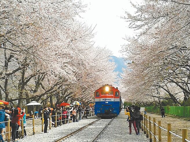 疫情衝击保险业者，在防疫保单全面停售后，最新停售的是「海外突发疾病险」。图为韩国赏樱旅游照片。（雄狮旅游提供）