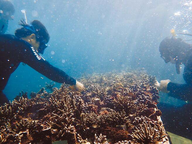 新北市启动「山海造林计画」，希望在年底前復育500株珊瑚。（新北市渔业处提供／蔡雯如新北传真）