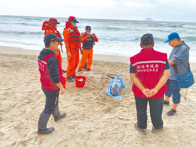 新北市动保处每年在北海岸接获近百件的鲸豚海龟救援案，为扩大救援量能，组成「新北蓝海先锋队」，召募千位救援成员，并设立49处救援站。（新北市动保处提供／蔡雯如新北传真）