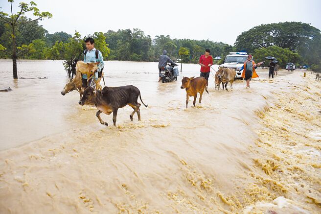 季風風暴肆虐孟加拉和印度，引發災難性的洪水氾濫。印度災民被迫把牲畜轉移到安全地區（見圖）。（新華社）