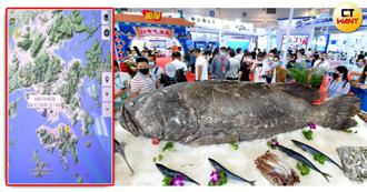 石斑魚在陸行情高  漁民爆涉案業轉賣香港  官員回應令人傻眼