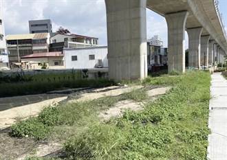 外來種「銀膠菊」入侵綠空廊道  發函台鐵局建請清除