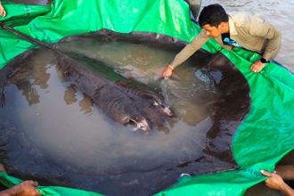 世界最大淡水魚！漁夫捕到巨無霸魟魚 驚人尺寸破紀錄