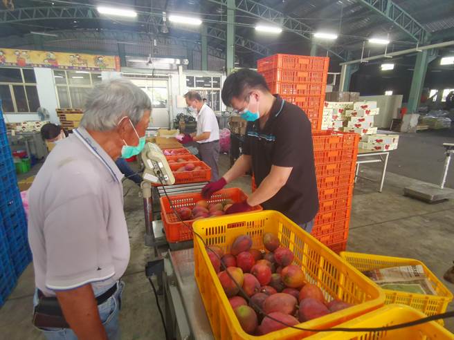 玉井农会爱文收购启动，首日只来5人共收到440公斤。（刘秀芬摄）