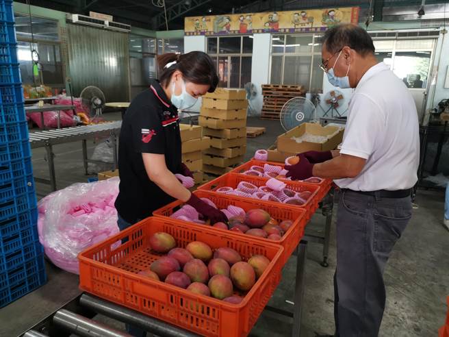 玉井农会爱文收购启动，首日只来5人共收到440公斤。（刘秀芬摄）
