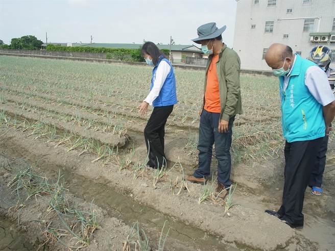 云林县青葱延迟性灾损黄化、烂根，县政府勘灾争取天灾救助。（张朝欣摄）