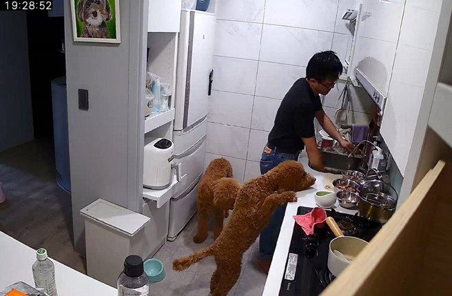 劉芯彤出差時看家裡的監視器，被老公照顧狗狗們的畫面感動到想家。(翻攝自主播 劉芯彤臉書)