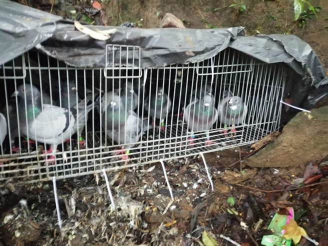 警方在基隆山区营救出被掳的16只赛鸽。（翻摄画面）