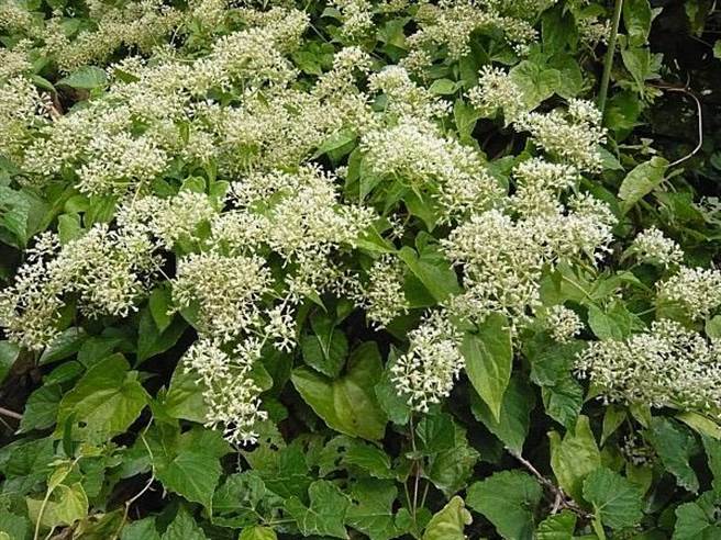 小花蔓泽兰开花期在9月份，开花顏色呈白色至浅绿。（桃园市农业局提供／陈梦茹桃园传真）