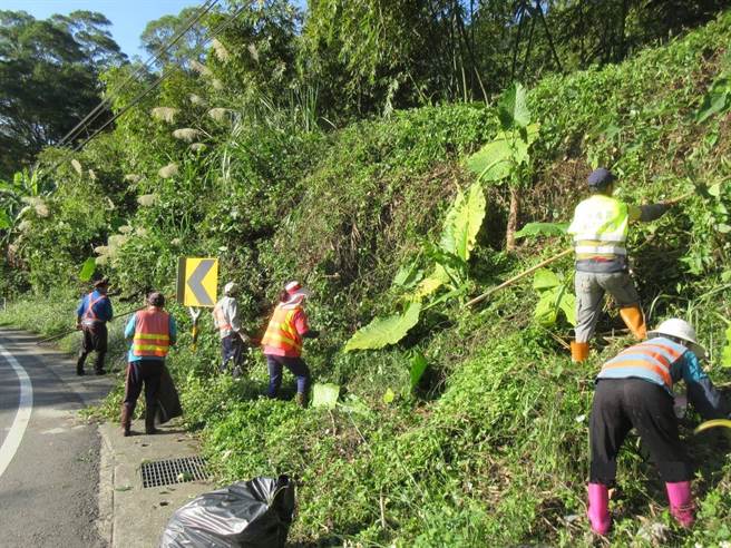桃园市农业局公告以每公斤5元收购小花蔓泽兰。（桃园市政府农业局提供／陈梦茹桃园传真）