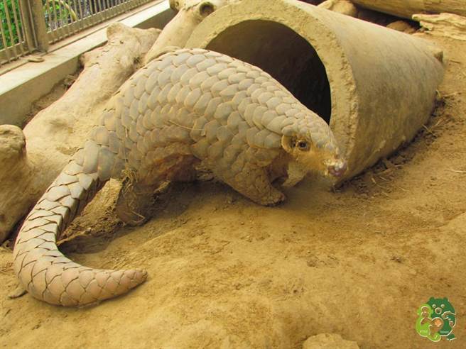 年迈穿山甲「大穿」走了，屏科大照养员撰文致敬牠穿奇一生。(屏科大野生动物收容中心粉丝专页提供)