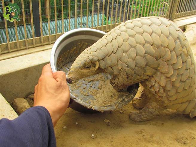年迈穿山甲「大穿」走了，屏科大照养员撰文致敬牠穿奇一生。(屏科大野生动物收容中心粉丝专页提供)