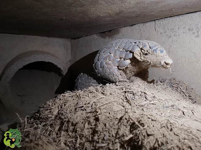 年迈穿山甲「大穿」走了，屏科大照养员撰文致敬牠穿奇一生。(屏科大野生动物收容中心粉丝专页提供)