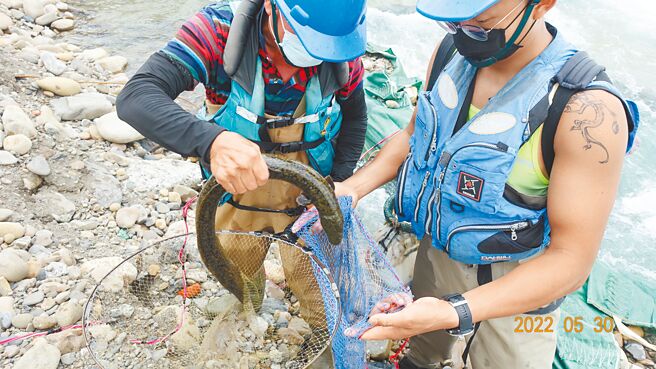 野生鲈鳗现踪大碧潭地区。（新北市水利局提供／叶德正新北传真）