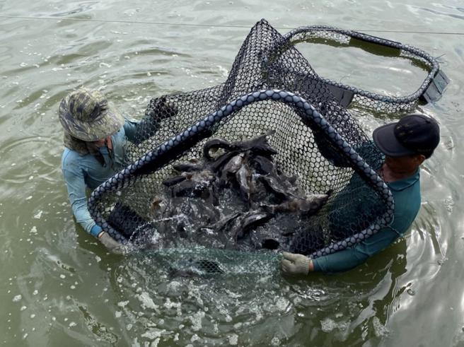 PChome 24h购物特别推出「新鲜台湾渔产」专区，集结华得水产、爱上新鲜、统一生机等品牌，其中华得水产养殖石斑更因地利及气候优势，鱼肉口感美味、肉质Q弹。（PChome 24h购物提供）