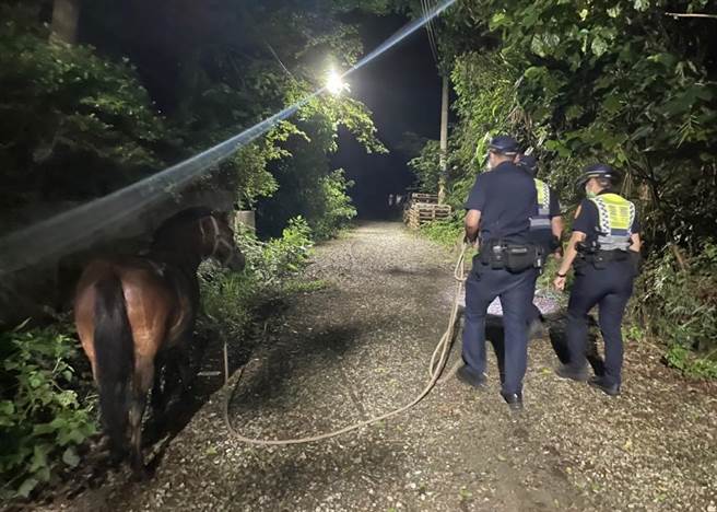 基隆市八斗國小飼養的蒙古馬「巧克力」，昨疑似馬廄門鎖沒栓好，深夜從校園脫逃，在路邊草叢吃宵夜。（基隆市警局提供／陳彩玲基隆傳真）