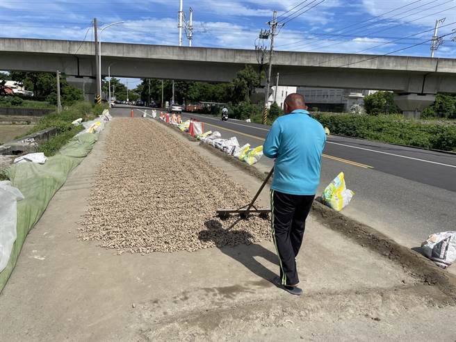每年6月云林县进入花生採收期，农民使用马路晒花生很常见，今年有5公所提供路权让农民晒花生。（周丽兰摄）