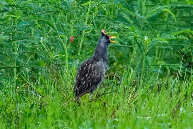  鸟类摄影家吴素娥近日在台南市将军区一处农田拍摄到少见的夏候鸟「董鸡」在草丛中活动。
（图/ 中央社）