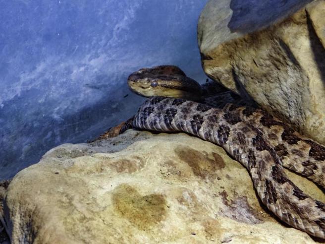  台北市立动物园最常出现的毒蛇是龟壳花，平均每年咬伤超过3只园内动物，园方为此组成蛇类巡逻小队进行捕捉。（图/ 中央社）
