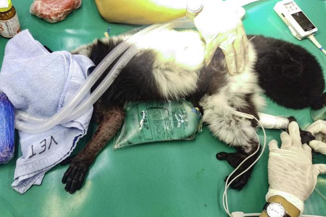 台北市立动物园统计，平均每年有超过3只园内动物遭不请自来的野生龟壳花咬伤，受害者大部分是充满好奇心的褐狐猴。（图/ 中央社）
