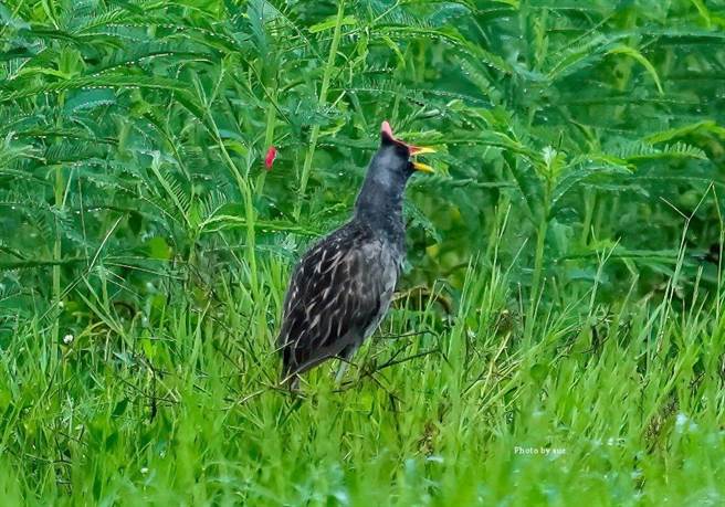 董鸡特性是机警、羞怯，常躲在高大茂盛的草丛中，只露出一个头。（吴素娥提供／张毓翎台南传真）
