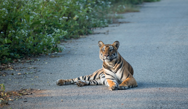 墨西哥街頭出現一隻孟加拉虎，民眾看了全嚇壞，而老虎並未做出攻擊舉動，還乖乖地趴在地上。(示意圖/達志影像)