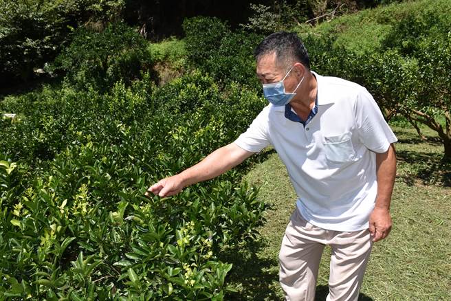 大湖乡黄姓果农所栽种茂谷柑挂果量不到1成。（谢明俊摄）