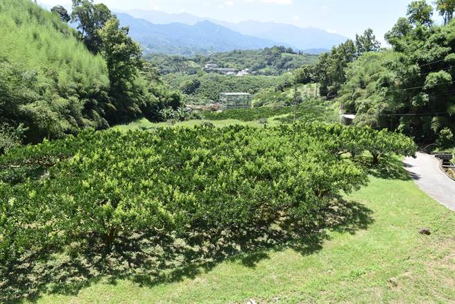 果农指出，整遍柑橘园挂果量少时，柑橘树就会长出嫰芽新叶。（谢明俊摄）