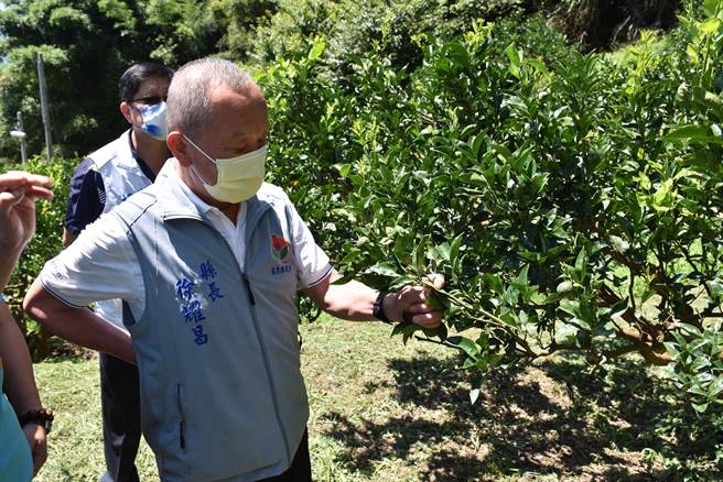 苗栗县长徐耀昌22日上午亲赴大湖乡栗林村视察柑橘灾损情况，看到空无一物的柑橘树，面色凝重。（谢明俊摄）