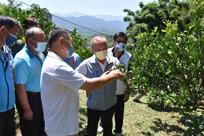 苗栗县长徐耀昌22日上午亲赴大湖乡栗林村视察柑橘灾损情况，询问果农灾损原因及现况。（谢明俊摄）