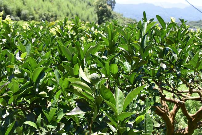 大湖乡部分果园果树挂果量剩不到一成，整株柑橘树只有几颗果实。（谢明俊摄）