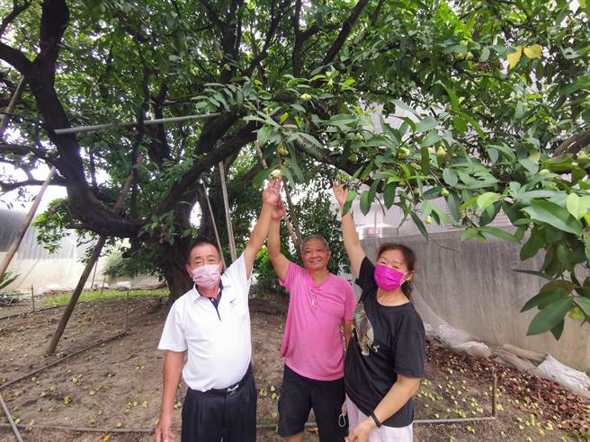 台南市新市区白莲雾产销班班员王昆隆（中）院子里的百年白莲雾树，结实累累。（刘秀芬摄）
