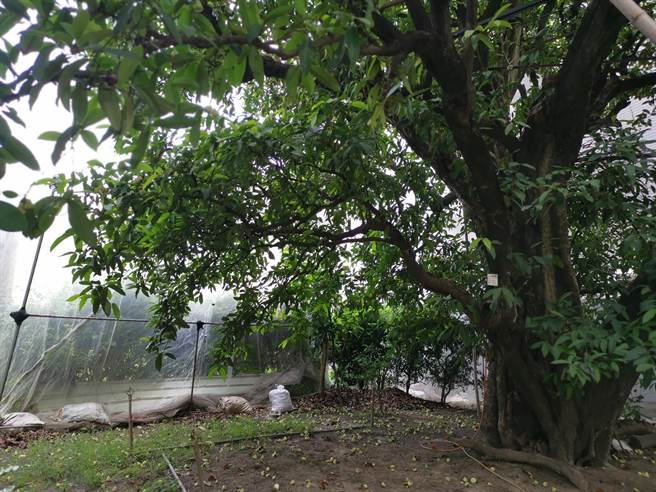 台南市新市区白莲雾产销班班员王昆隆院子里的百年白莲雾树，以木瓜网室用纱网铺天盖地严密盖住防果实蝇。（刘秀芬摄）
