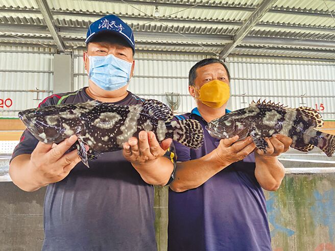 農委會主委陳吉仲21日指出，漁業署委由中央畜產會實驗室檢驗11個養殖場魚體、水、底泥無虞，外界有質疑，農委會願出錢由第三方抽驗。圖為高雄市永安區1處「龍虎石斑魚」養殖場。（中央社）