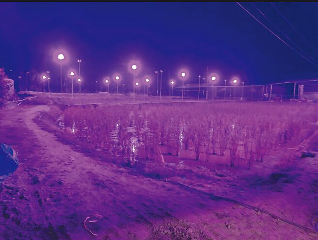 埔里镇茭白笋田以LED灯照射，呈现浪漫色彩。（南投县政府提供／廖志晃南投传真）
