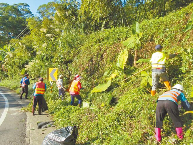 桃园市农业局公告以每公斤5元收购小花蔓泽兰。（桃园市政府农业局提供／陈梦茹桃园传真）