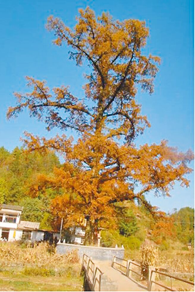 被发现之水杉，位于湖北省。（林朝钦博士提供）