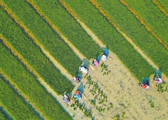陸夏糧小麥增產 力保全年糧產在6.5億噸以上